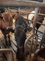 Vleesvee kalf, Dieren en Toebehoren, Vrouwelijk