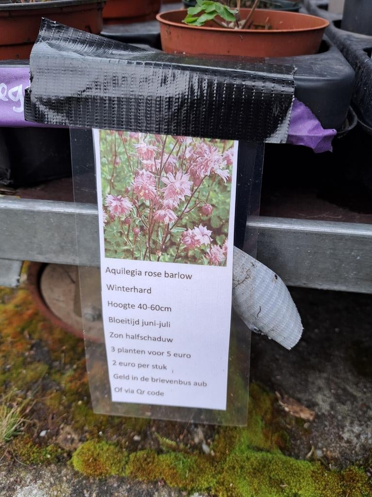 Aquilegia rosa barlow. Vaste plant, Ophalen, Overige soorten, Halfschaduw