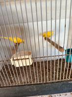 Kanarie, Dieren en Toebehoren, Vogels | Kanaries, Meerdere dieren, Kleurkanarie
