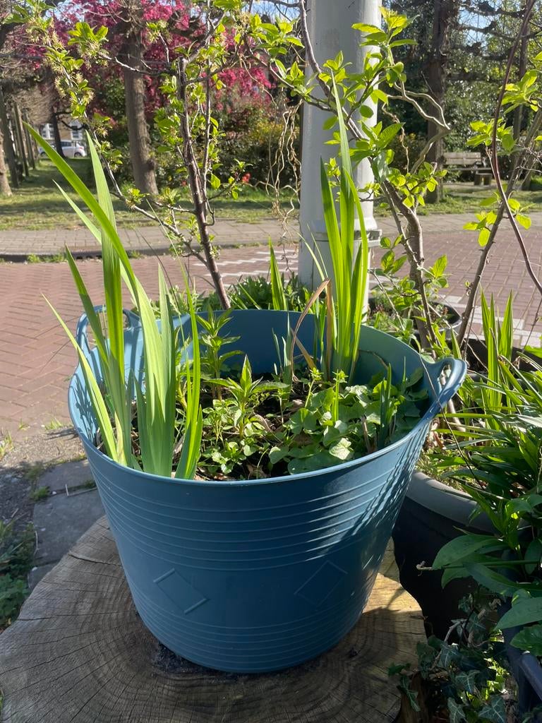 Mooie bloembak met inheemse Gele lis, Leverkruid,speenkruid, Ophalen, Overige soorten