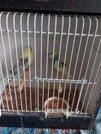 koppel grasparkieten, Meerdere dieren, Parkiet