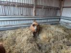 Hongaarse wolvarken zeugen, Dieren en Toebehoren, Schapen, Geiten en Varkens, Meerdere dieren, Varken, 3 tot 5 jaar