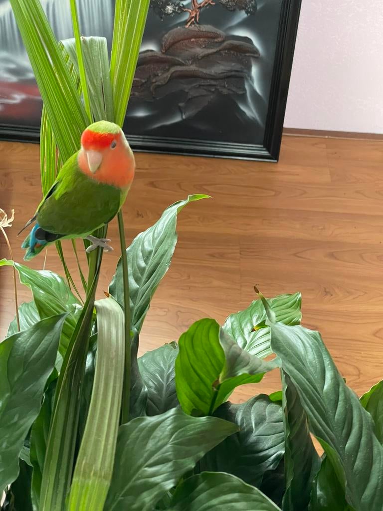 Agapornis Dwergpapegaai Fischerie Roseicolle Personata, Dieren en Toebehoren, Vogels | Parkieten en Papegaaien, Meerdere dieren