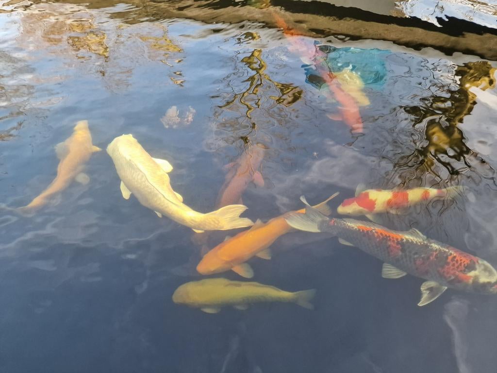 Complete vijver GERESERVEERD, Tuin en Terras, Vijvers, Ophalen, Gebruikt