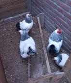 Wyandotte Columbian kriel, Dieren en Toebehoren, Pluimvee, Meerdere dieren, Kip