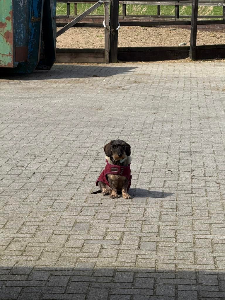 Super lieve ruwhaar teckel, Dieren en Toebehoren, Honden | Teckels en Dashonden, Standaard, Reu, Korthaar, Eén hond
