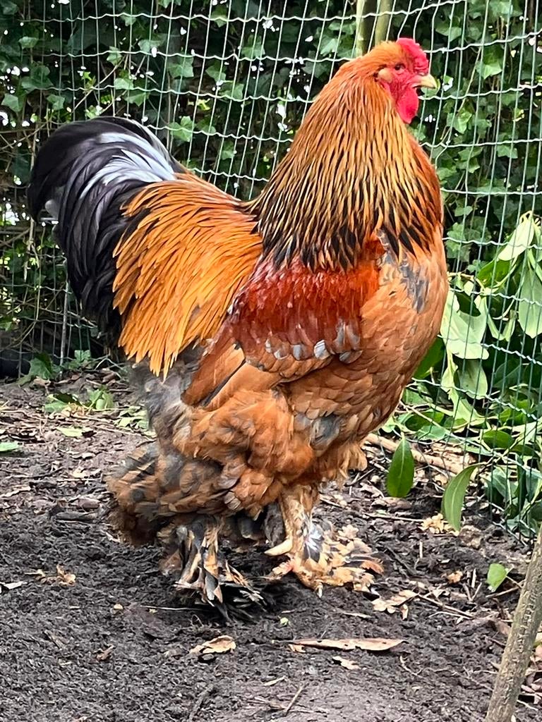 Broedeieren Brahma groot buff columbia blauw en zwart, Dieren en Toebehoren, Pluimvee, Geslacht onbekend, Kip
