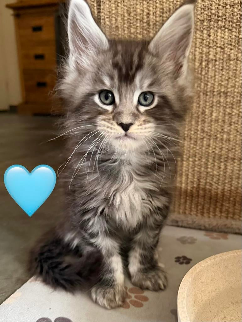 Raszuivere Russische main coon kitten KATER, Dieren en Toebehoren, Meerdere dieren, Gechipt