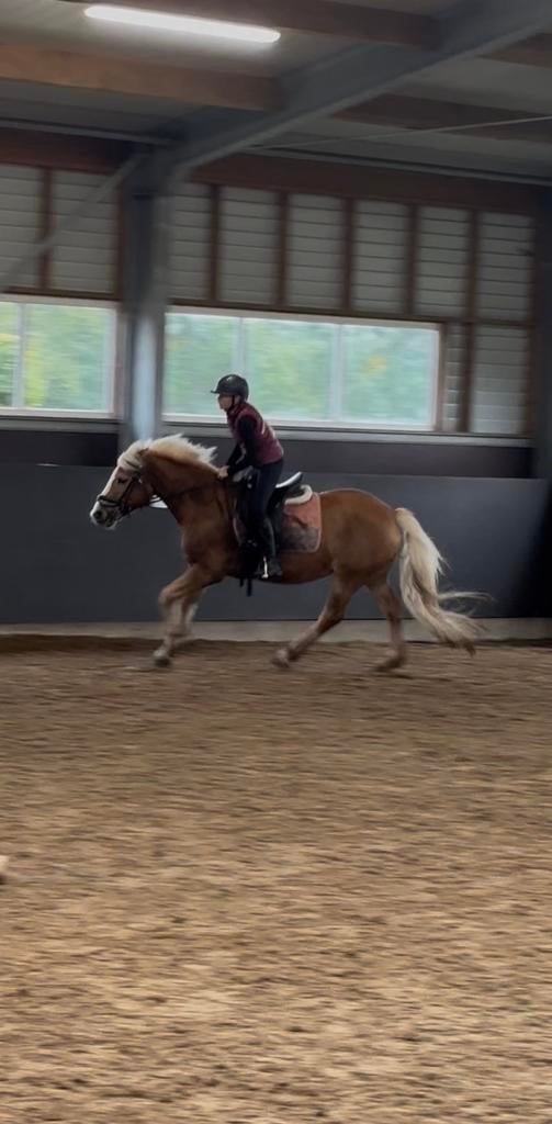 Verzorgpony gezocht voor enthousiaste ruiter (12 jaar), Ophalen of Verzenden, Zo goed als nieuw