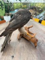 Opgezette Sperwer op Houten Sokkel, Ophalen of Verzenden