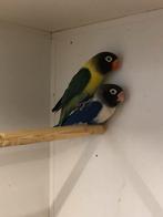 1x1 personata, Dieren en Toebehoren, Meerdere dieren, Dwergpapegaai of Agapornis