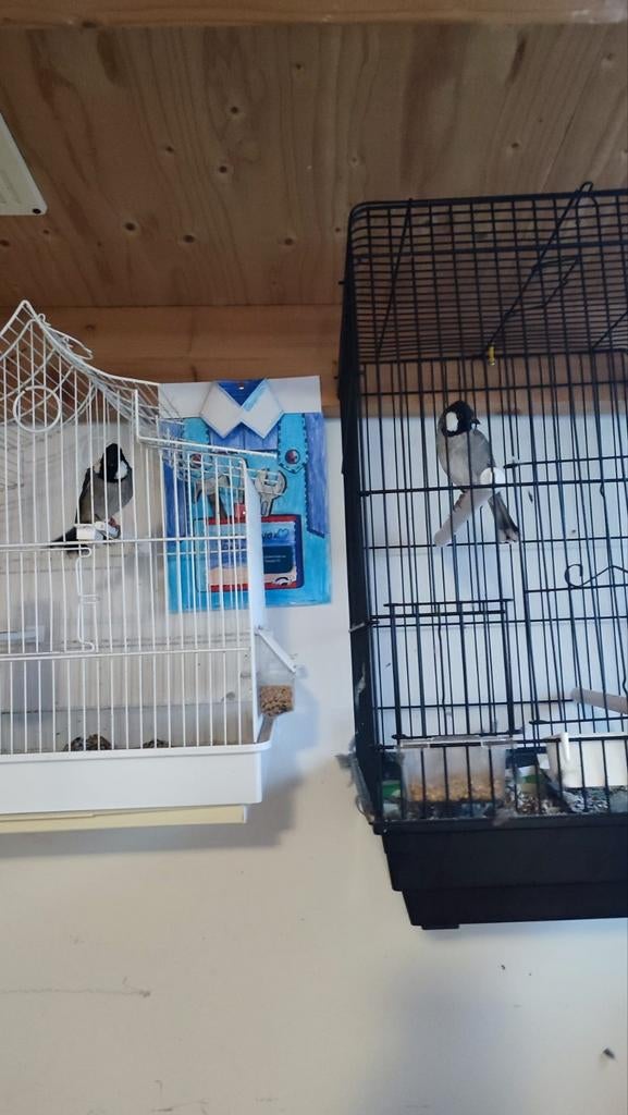 Ter apel, Dieren en Toebehoren, Ophalen of Verzenden, Hout, Vogelkooi