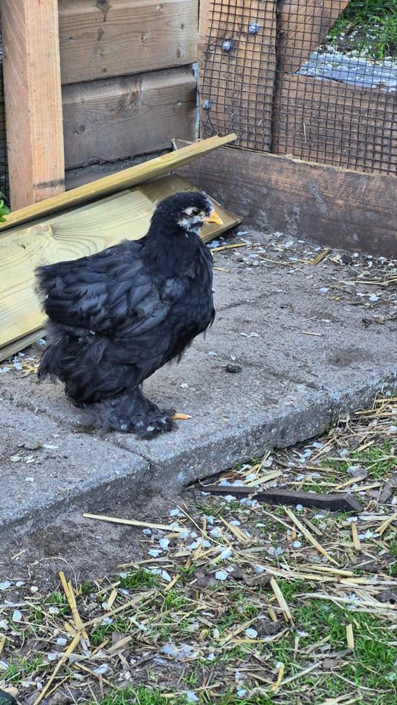 5 Brahma kuikens, ca 9 weken oud, Geslacht onbekend, Kip