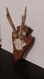 Reebok Gewei op Houten Schild - Vintage Jachtdecoratie, Ophalen of Verzenden