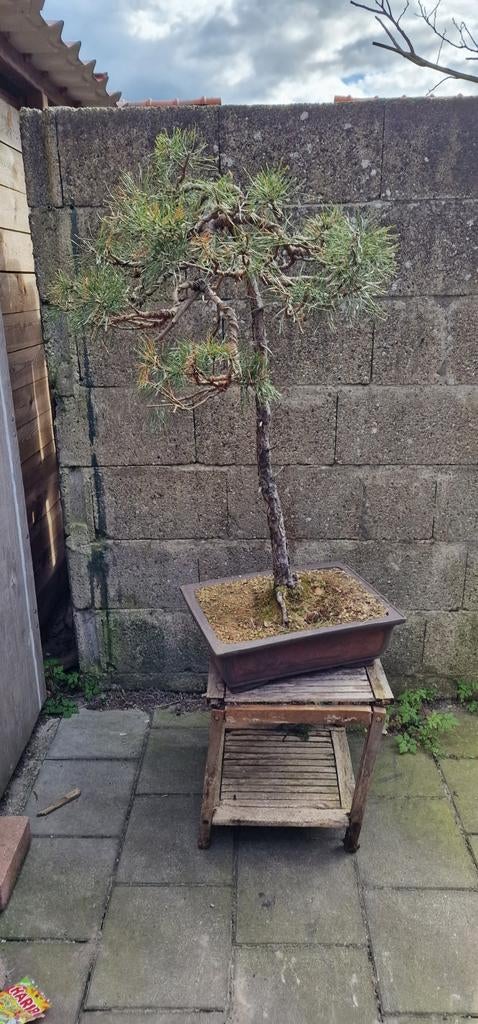 Mooie bonsai pinus sylvestris te koop, Tuin en Terras, Planten | Bomen, Bloeit niet, Overige soorten, Minder dan 100 cm, Ophalen
