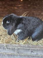 Minilop ram met stamboom, Dieren en Toebehoren, Mannelijk, Dwerg, Hangoor, 0 tot 2 jaar