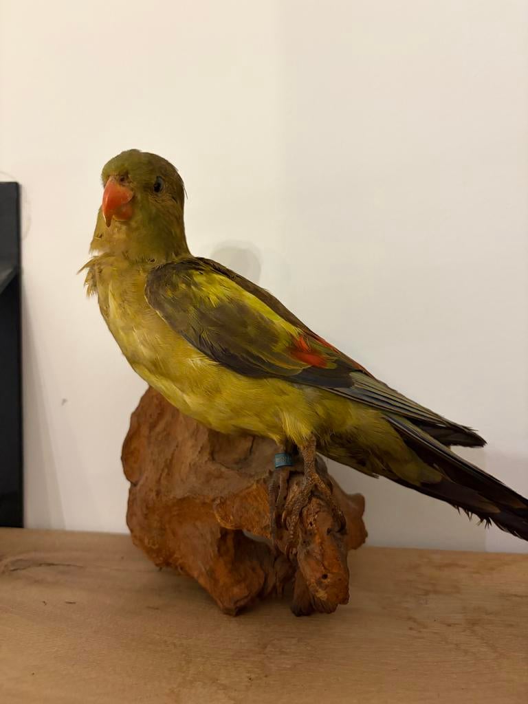 Opgezette regenparkiet, Ophalen, Vogel, Opgezet dier