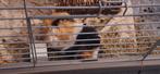 2 lieve vrouwelijke cavia’s met toebehoren, Dieren en Toebehoren, Knaagdieren, Cavia, Augustus, Vrouwelijk, Tam