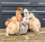 Usa zijdehoen hennen kuikens 7 weken oud (laatse 7), Dieren en Toebehoren, Pluimvee, Vrouwelijk, Kip