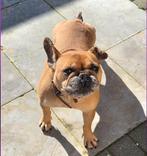 Franse Bulldog zoekt nieuw baasje, Dieren en Toebehoren, Honden | Bulldogs, Pinschers en Molossers, 6 jaar of ouder, Reu, Bulldog