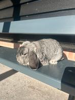 NHD chinchilla kleur ram, Dieren en Toebehoren, Konijnen, Mannelijk, Dwerg, Hangoor, 3 tot 5 jaar