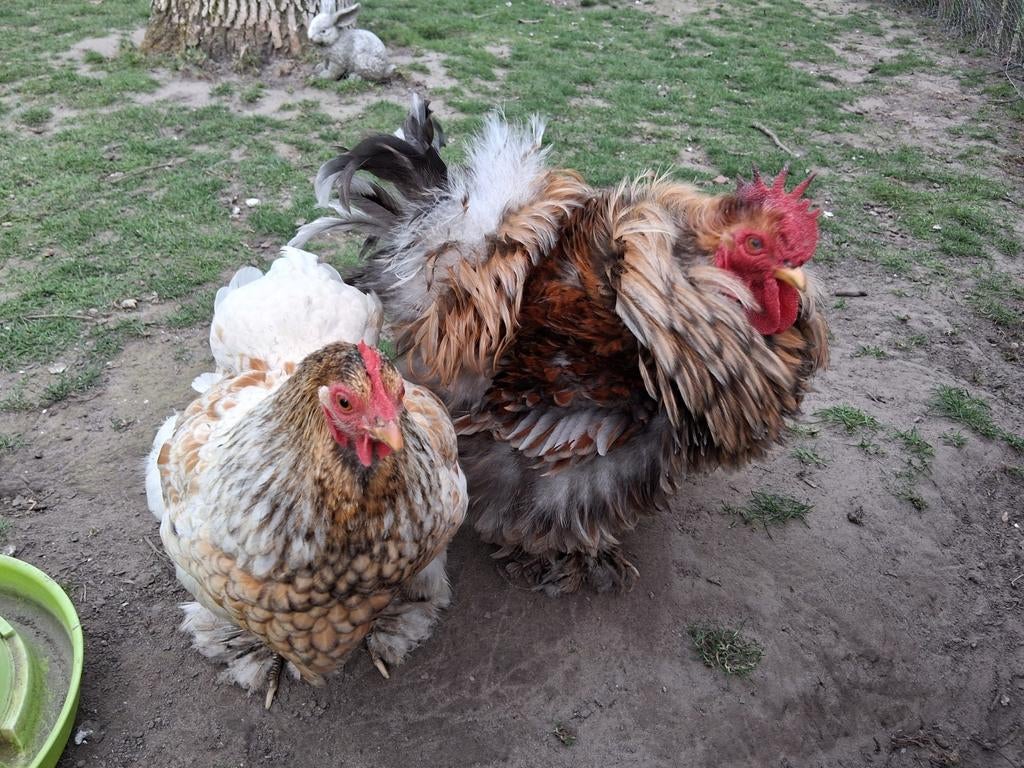 Cochin kriel broedeieren goudblauwgezoomd, Geslacht onbekend, Kip