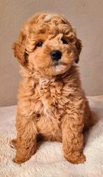 Medium labradoodle pups - mini / medium doodle reutje 🩵☀️, Dieren en Toebehoren, Parvo, Overige rassen, 8 tot 15 weken, Meerdere