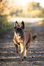 Lieve sociale x  Hollandse herder 11 maanden, Parvo, 15 weken tot 1 jaar, Reu, Eén hond