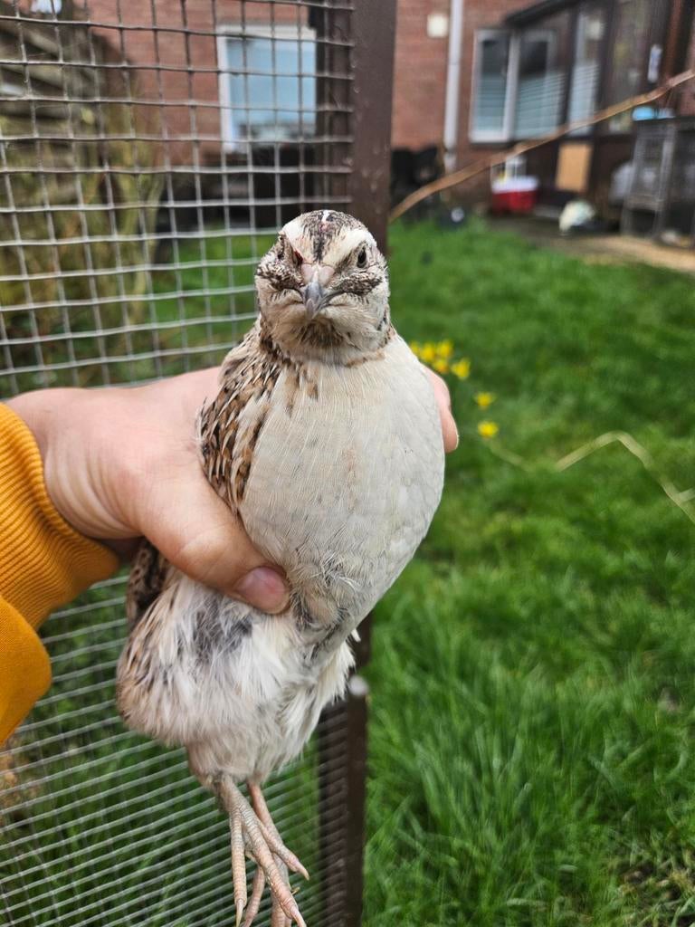 Mooie jongen kwartels haantjes -, Mannelijk, Overige soorten