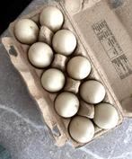 Broedeieren indische loopeend / flesseneend, Dieren en Toebehoren, Geslacht onbekend, Eend