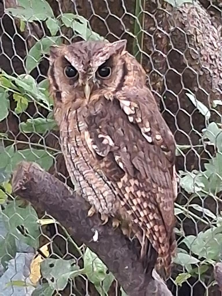 Otus Choliba, Dieren en Toebehoren, Vogels | Overige Vogels, Geslacht onbekend