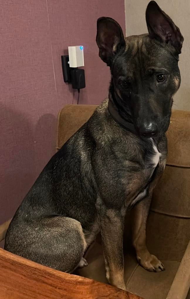 Ik zoek een lief baasje, Dieren en Toebehoren, Honden | Niet-rashonden, Middel, Teef, Particulier, Eén hond, Nederland, 1 tot 2 jaar