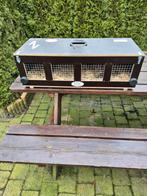 Vervoerskist 4 vaks, Mannelijk, Groot