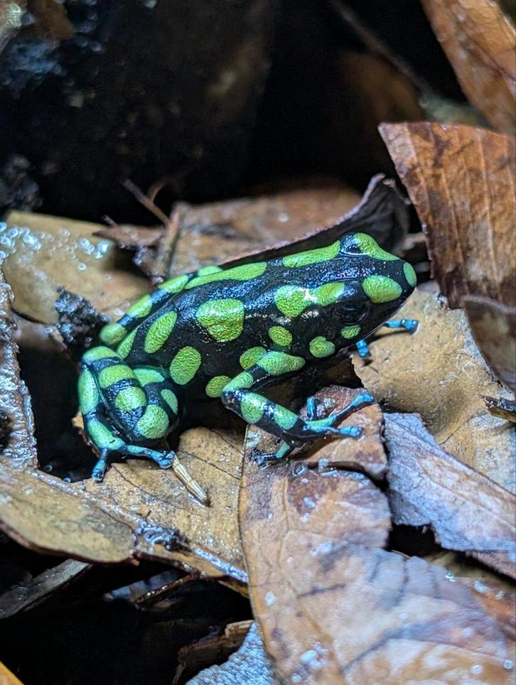 Dendrobates Auratus Capurgana Frog - unknown for sale from NKexotics
