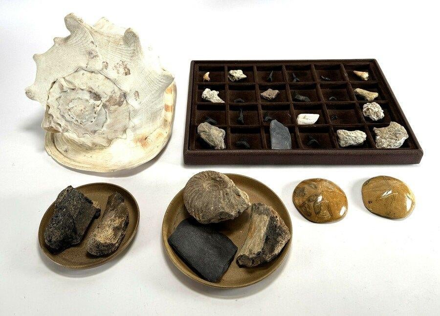 1233. Verzameling schelpen, fossielen en stenen, Ophalen of Verzenden