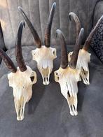 4x gemsen Bok Schedel - Unieke Decoratie, Ophalen of Verzenden, Gebruikt, Boerderijdier, Schedel