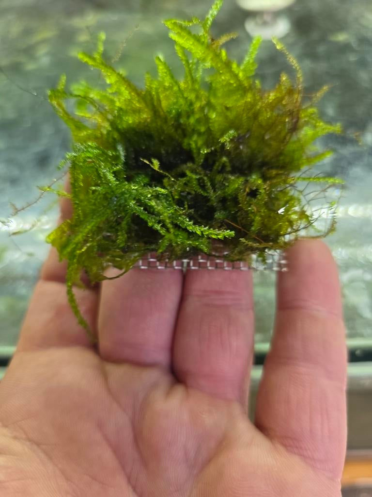 Javamos op matje 4x4, Ophalen of Verzenden, Nieuw, Plant(en), Steen of Hout