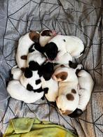 10 puppy’s parsonterrier x boerenfox, Parvo, 8 tot 15 weken, Meerdere, Meerdere dieren