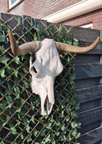 Koeienschedel skull, Ophalen