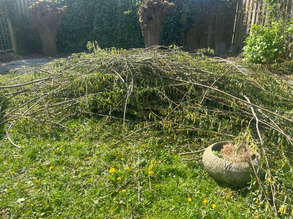 Knotwilg brandhout - Vers gekapt en klaar voor gebruik, Tuin en Terras, Haardhout, Minder dan 3 m³, Ophalen, Overige houtsoorten