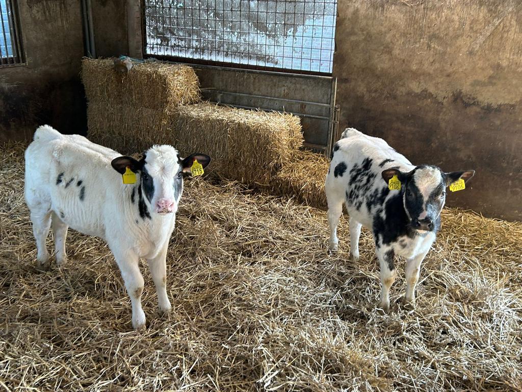 Vleeskalveren Belgisch Blauw x Holstein, gespeend, starters, Vrouwelijk, 0 tot 2 jaar