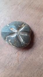 Fossiel van zee-egel, Ophalen of Verzenden, Fossiel