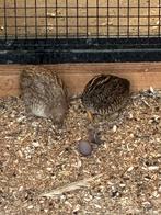 Kwartels, Vrouwelijk