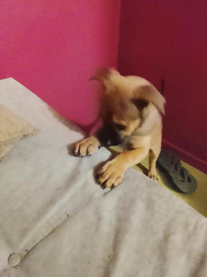 Pups, Dieren en Toebehoren, Honden | Niet-rashonden, Klein, Meerdere dieren, Particulier, Meerdere, Nederland, 8 tot 15 weken