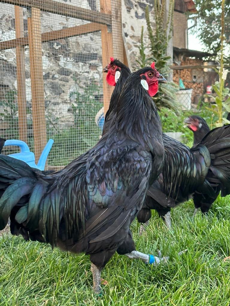 Ik bied broedeieren van La Flèche-kippen aan., Dieren en Toebehoren, Pluimvee, Geslacht onbekend, Kip