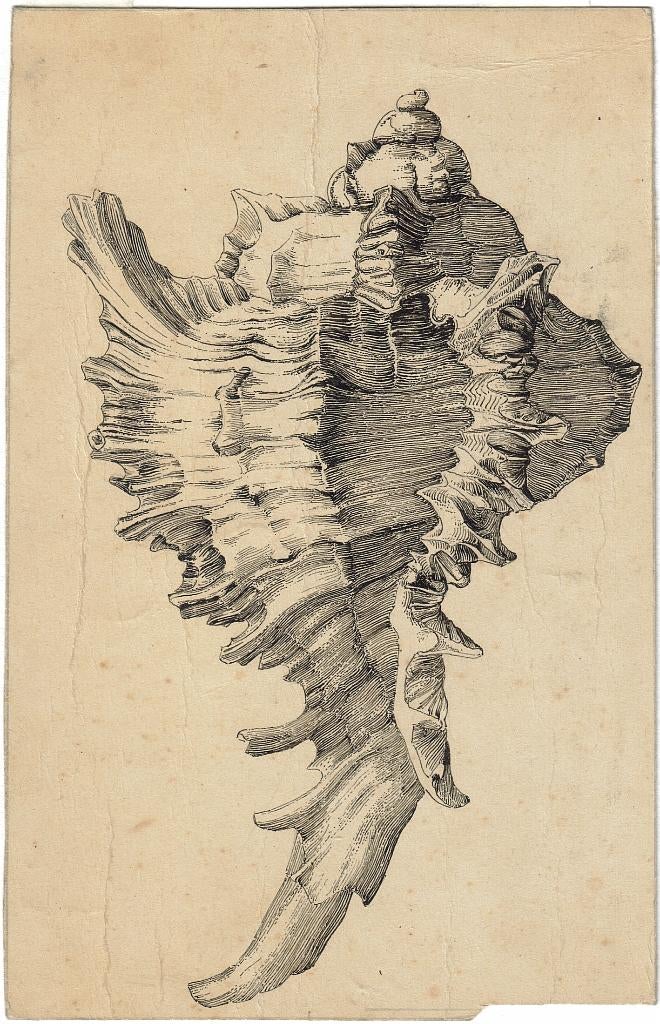 Onvermelde Maker Utrechtse School pentekening "Zeeschelp II", Antiek en Kunst, Ophalen
