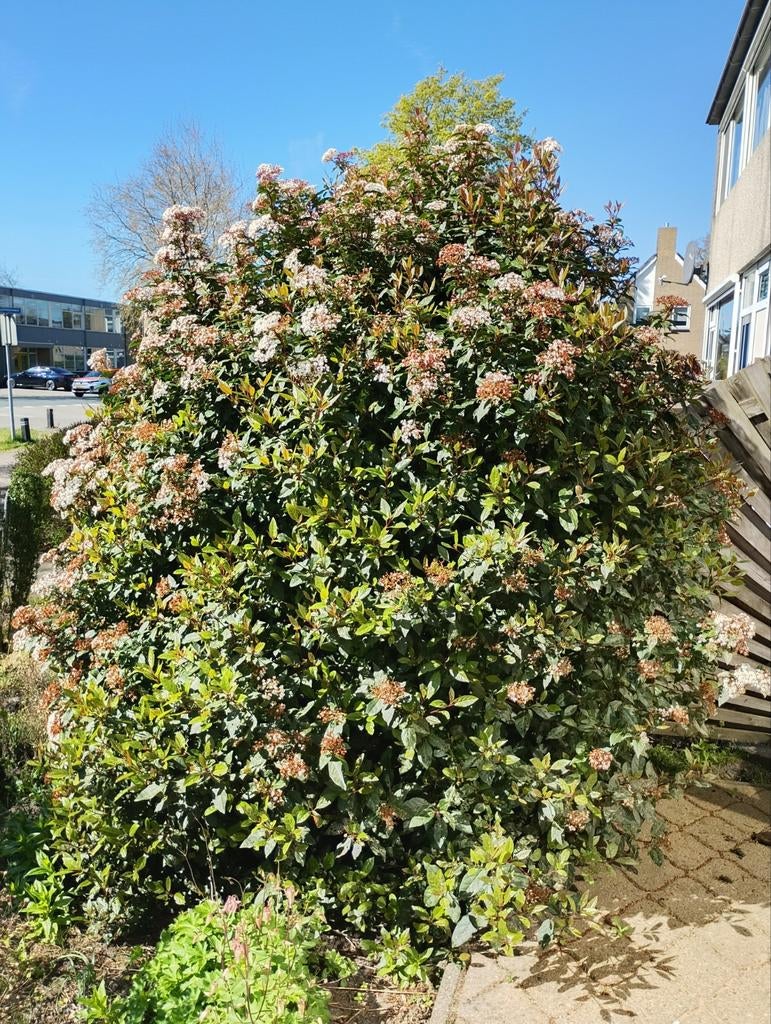 Gratis plant/struik, Ophalen, Overige soorten, Volle zon