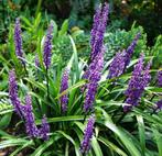Tuinplanten - Liriope Moneymaker - Big Blue, Bodembedekkers, Vaste plant, Ophalen of Verzenden, Halfschaduw