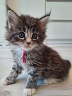 Maine Coon kitten zwart/grijs/wit ❤️poesje❤️, Poes, Ontwormd, 0 tot 2 jaar