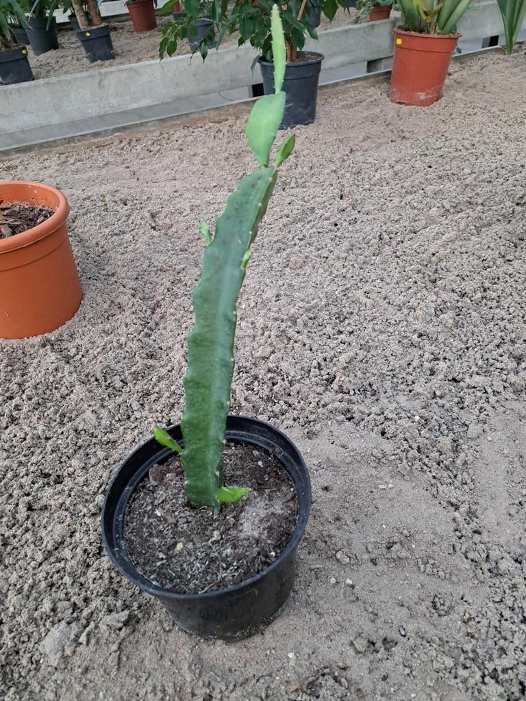 Dragonfruit stekken, Tuin en Terras, Planten | Bomen, Ophalen of Verzenden